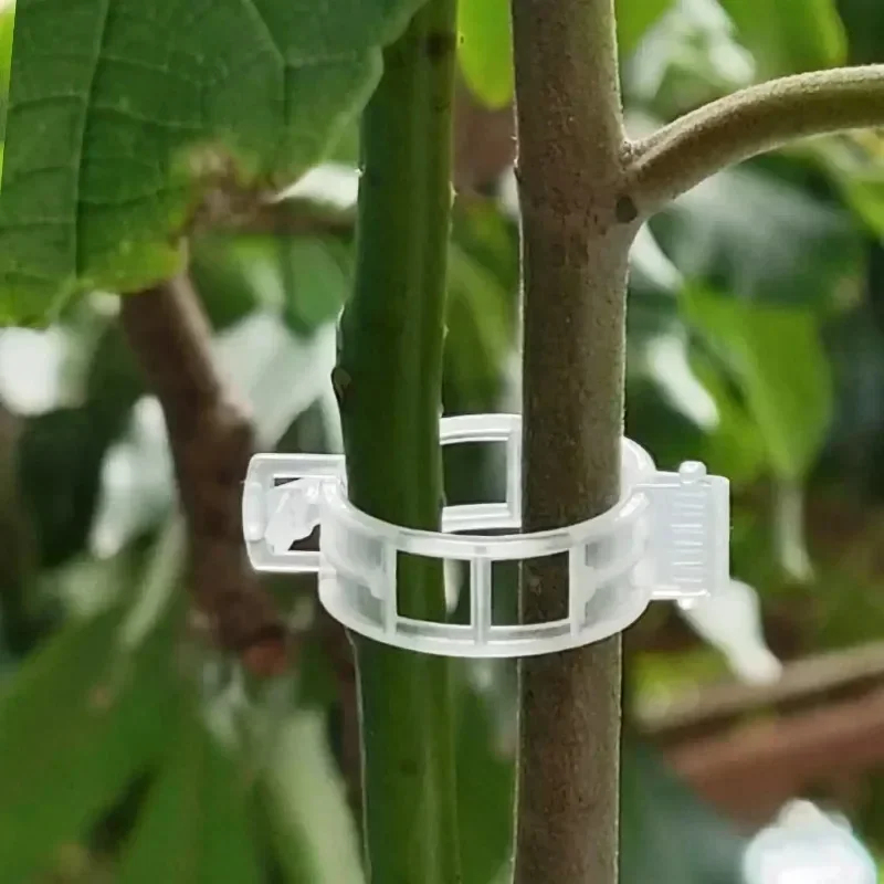50-300PCS Plant Support Clips  - огляд і ціна Gardening Tools For Vines